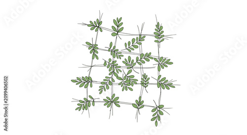 Botanical illustration shows a green climbing plant with small leaves weaving through a delicate black string grid.