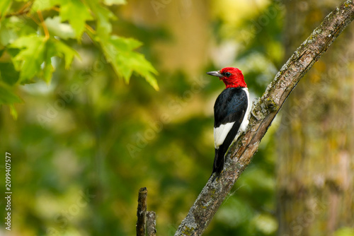 Red-headed woodpecker in a maple forest.