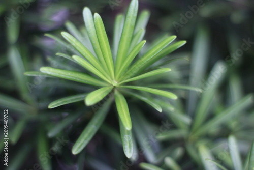 
close up of green succulent leaves with soft bokeh
