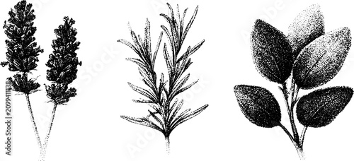 Black and white stipple botanical drawings of lavender rosemary and sage for herbal label and background design