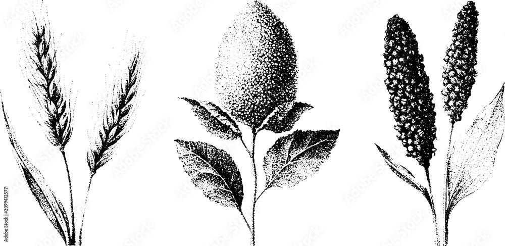 Obraz premium Black and white stippling botanical illustration of rice millet and sorghum plants and grain for agricultural background and packaging design