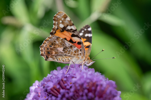 Foto A closeup of Painted Lady butterfly (Vanessa cardui) on Buddleja flower