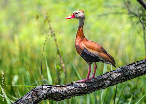 A Black-bellied Whistling-Duck perched on a branch along the Shadow Creek Ranch Nature Trail in Pearland, Texas.