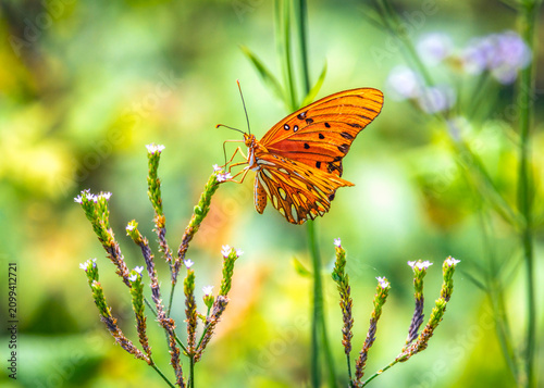 Gulf Fritillary on vervain along the Shadow Creek Ranch Nature Trail in Pearland, Texas