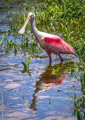 A Roseate Spoonbill wading in Clear Creek in Pearland, Texas