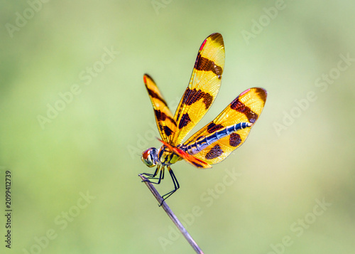 Halloween Pennant dragonfly on a stick along the nature trail in Pearland, Texas