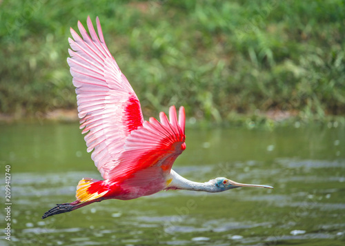 A colorful Roseate Spoonbill flying over Clear Creek in Pearland, Texas