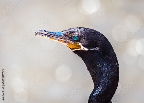 A portrait of a Neotropic Cormorant along the trail in the Shadow Creek Ranch Nature Park in Pearland, Texas