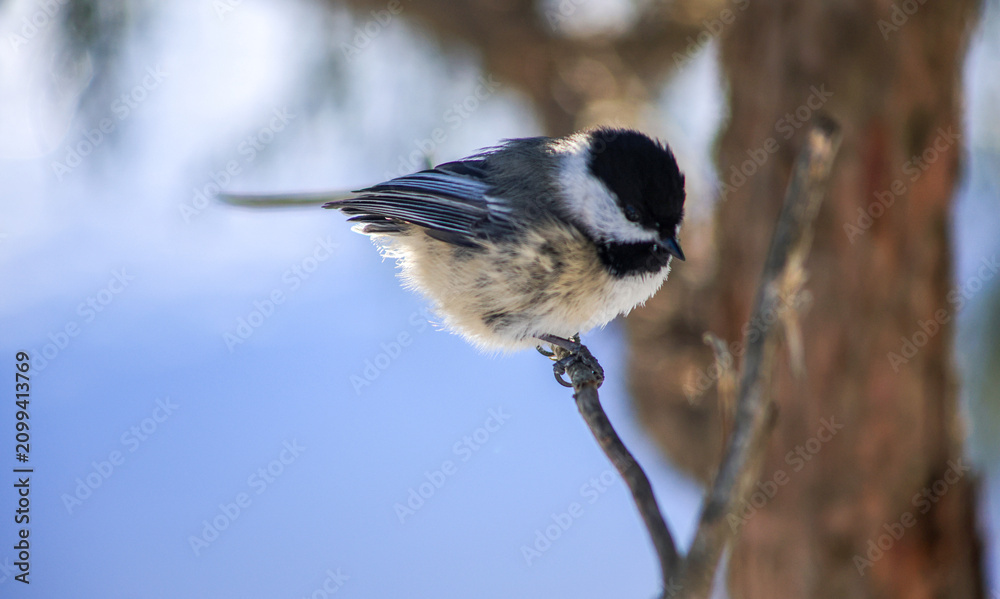 Obraz premium Black-capped Chickadee Perched on a Twig Looking Down in Winter