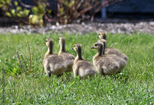 Canada Goose Goslings