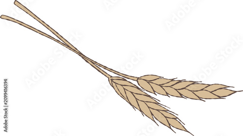 Photos Elegant wheat ears hand drawn vector illustration