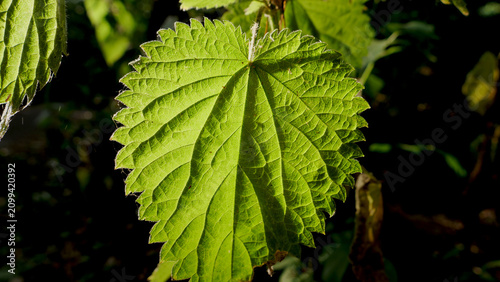 Photos Green leaf with textured veins, close up macro photography of stinging nettle in