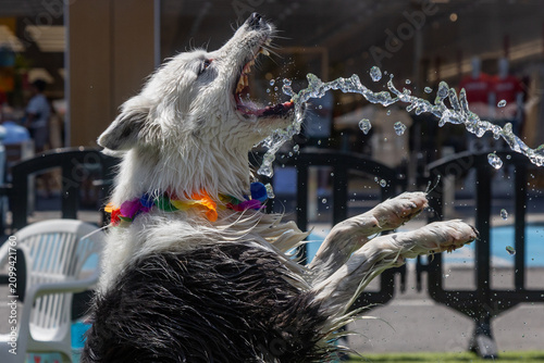 A Border Collie enjoys a dog water park and the river. The dog plays in the water. A black and white Border Collie is in the water outdoors.