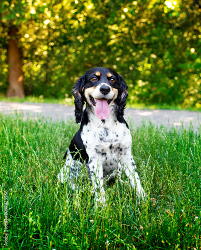 Black and white English Cocker Spaniel dog sitting in green grass against a blurred park background. The dog looks straight ahead. Training. The photo is vertical and blurred.