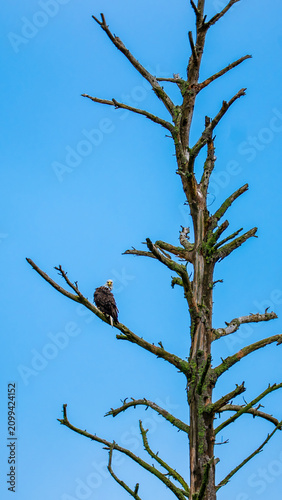 Adult bald eagle perched midway up a tall bare dead tree against blue sky in Minnesota; vertical composition reveals the full height of the lichen-covered snag.
