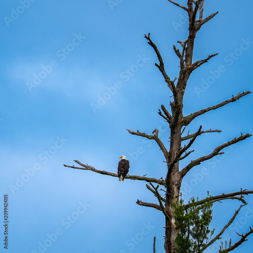 Adult bald eagle perched on a lichen-covered dead tree branch against a blue sky in Minnesota; square composition shows the full branching canopy of the snag.