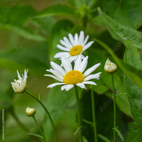 A cluster of white oxeye daisies (Leucanthemum vulgare) in bloom alongside unopened buds against a lush green leafy background; Minnesota summer wildflowers.