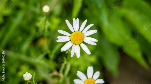 A single white oxeye daisy (Leucanthemum vulgare) with a bright yellow center against a soft green bokeh background; a second daisy is partially visible at lower right.