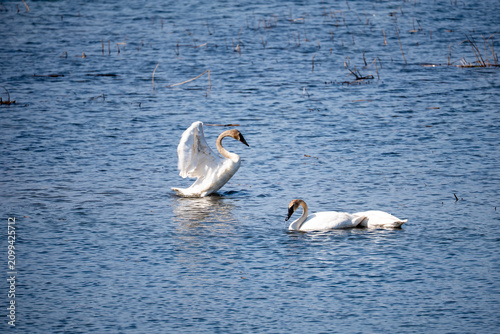 Two trumpeter swans on a Minnesota lake; one raises its wings in a flapping display while the other swims nearby, with wetland reeds and marsh vegetation in the background.