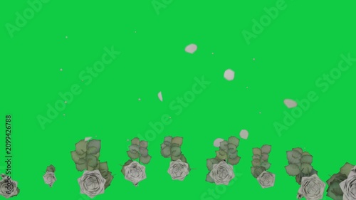 Petals entering top starting shower, rose row fixed, petals drifting for decor, transparent canvas
