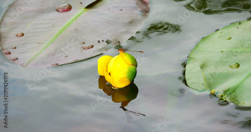 A narrow-winged damselfly perches atop a yellow pond lily bud (Nuphar variegata) floating among lily pads on a Minnesota lake; still water reflects the insect below.