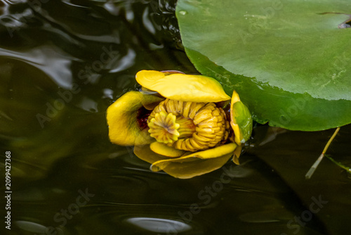 Close-up of a young yellow pond lily (Nuphar variegata / spatterdock) with partially opened yellow sepals revealing the intricate staminode structure; lily pad visible at corner.