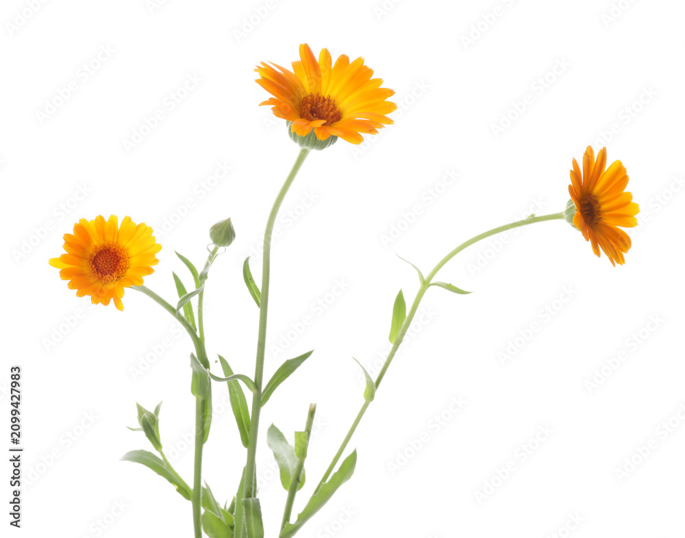 Fototapeta premium Beautiful calendula flowers with leaves isolated on white