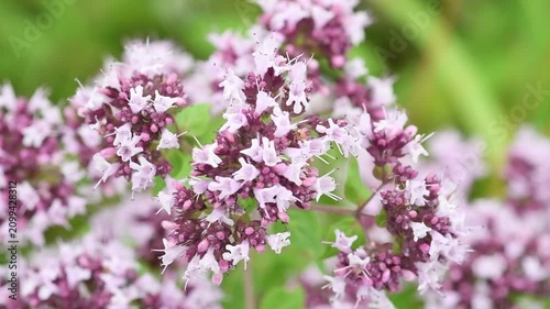 medical and spices herb marjoramoregano blossom  in field at cloudy day. extreme macro shot