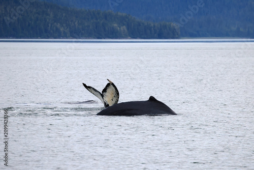 Humpback whales in Southeast Alaska with spouts and huge tails.