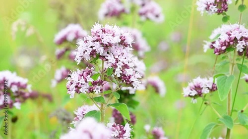 medical and spices herb marjoramoregano blossom  in field at cloudy day. extreme macro shot