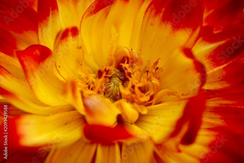 Macro Dahlia Flower 
