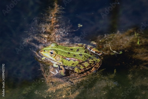 Cuadro en lienzo Close-up photo of a very loudly croaking water frog sitting in position
