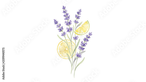 Watercolor painting of fragrant purple lavender sprigs arranged with fresh yellow lemon slices