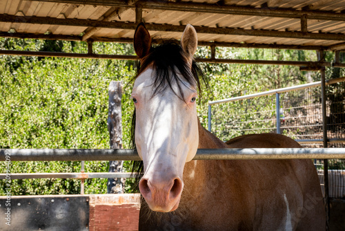 Close-up portrait of a light-colored horse with blue eyes in a stable