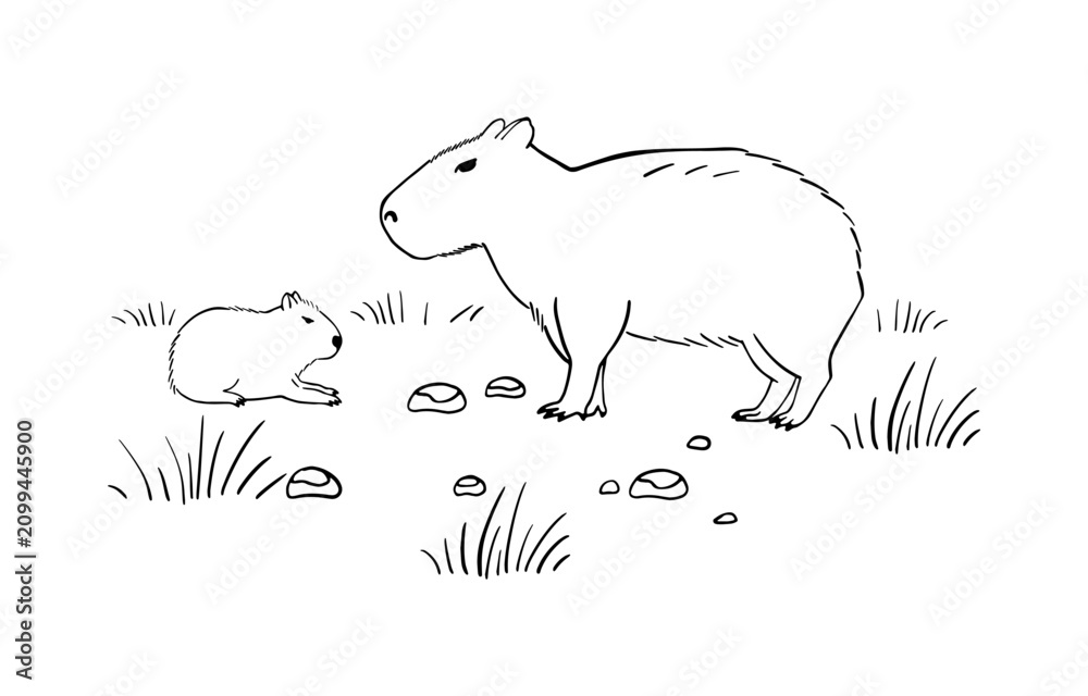 Obraz premium Capybara Mom and cute tiny Baby in sketch style. The largest rodent. Wildlife animal outline vector illustration