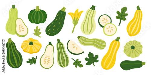 Zucchini squash courgette vegetable set. Pattypan marrow yellow green striped gourd collection. Raw organic food ingredient hand drawn graphic. Fresh garden harvest slice leaf blossom