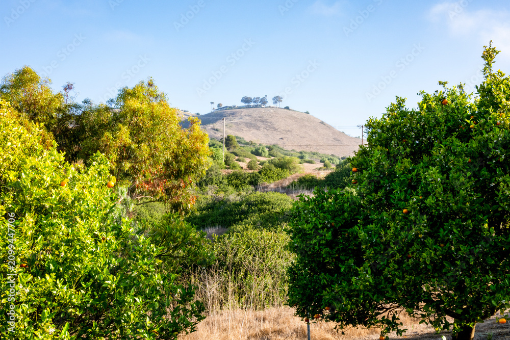 Fototapeta premium Ripe oranges on trees in a sunlit orchard with rolling hills in the background
