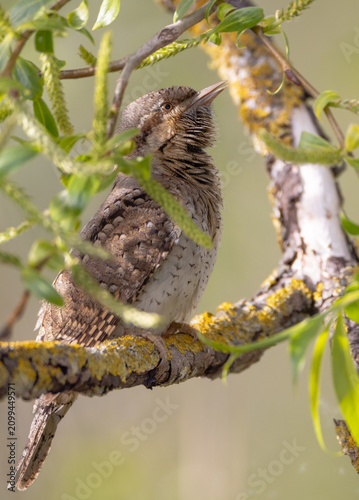 Canvas Print Eurasian Wryneck  - in spring at the garden