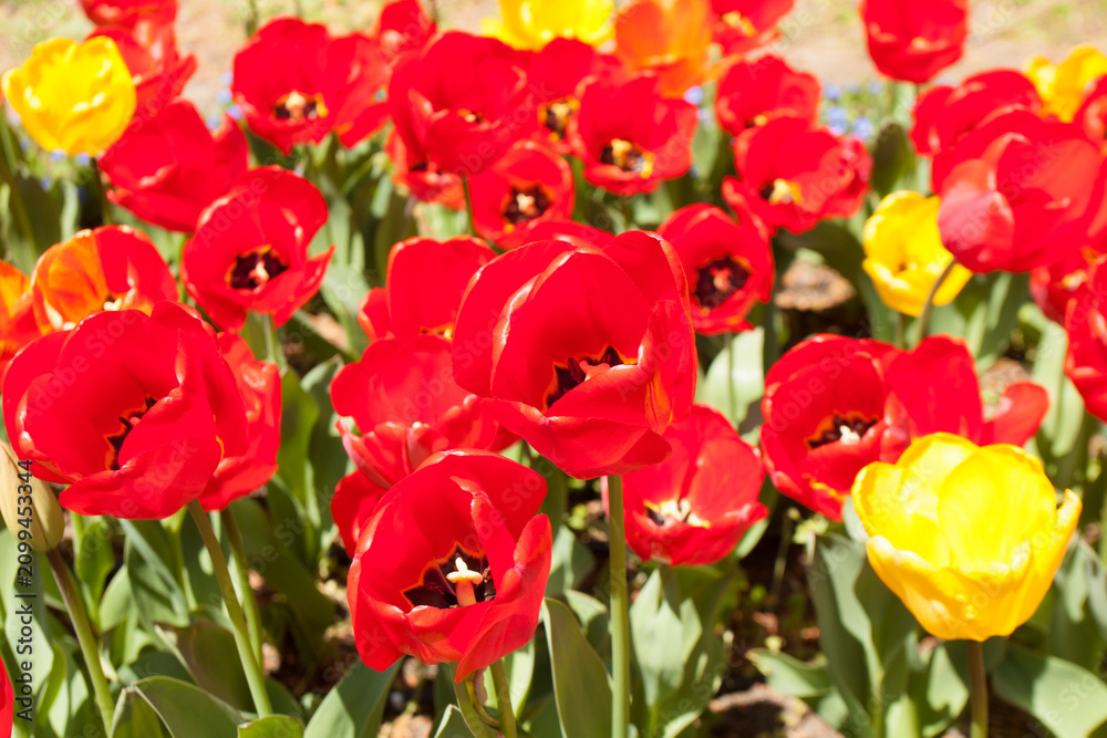 Obraz premium Festival of tulips in University botanic garden in Sants Constantine and Helena resort, Bulgaria