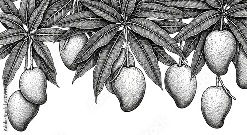 Obraz na plátně Mangoes on tree branch.
