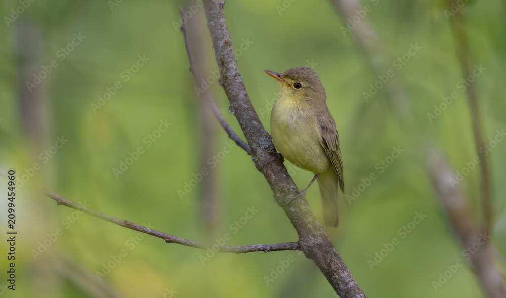 Obraz premium Icterine warbler - in summer at a wet forest
