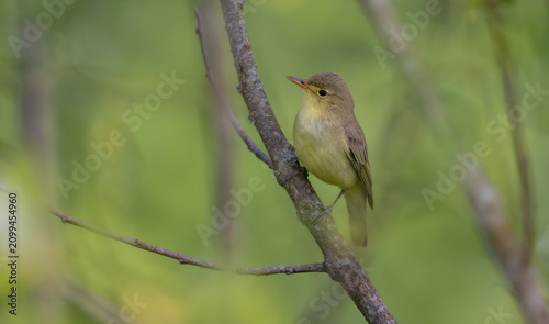 Bild auf Leinwand Icterine warbler - in summer at a wet forest
