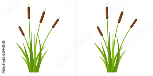 Tableau sur toile Vector illustration of cattail plants with green leaves and brown flower spikes,
