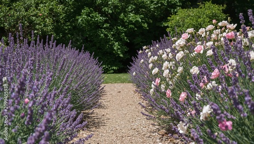 Flowers Line a Path in a Garden With Lavender and Roses During Daytime in a S...