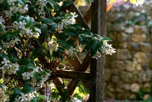 Trachelospermum jasminoides blossoms on green climbing vines along a wooden trellis