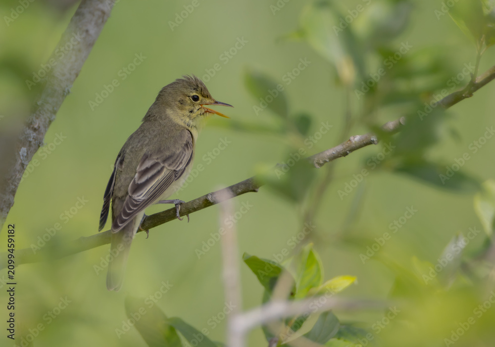 Obraz premium Icterine warbler - in summer at a wet forest