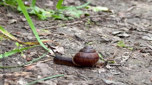A small snail crawling slowly on a dirt path outdoors close up. Brown mollusk with a shell moving on the ground near green grass in a forest or park. Natural wildlife ecosystem concept view.
