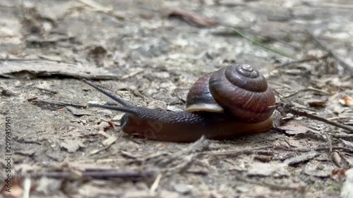 A small snail crawling slowly on a dirt path outdoors close up. Brown mollusk with a shell moving on the ground near green grass in a forest or park. Natural wildlife ecosystem concept view.