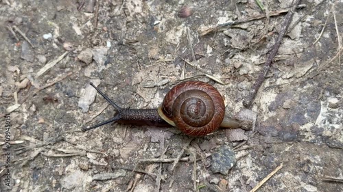 A small snail crawling slowly on a dirt path outdoors close up. Brown mollusk with a shell moving on the ground near green grass in a forest or park. Natural wildlife ecosystem concept view.