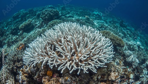 Coral Reef Structure Located Underwater With Various Marine Life in Clear Blu...